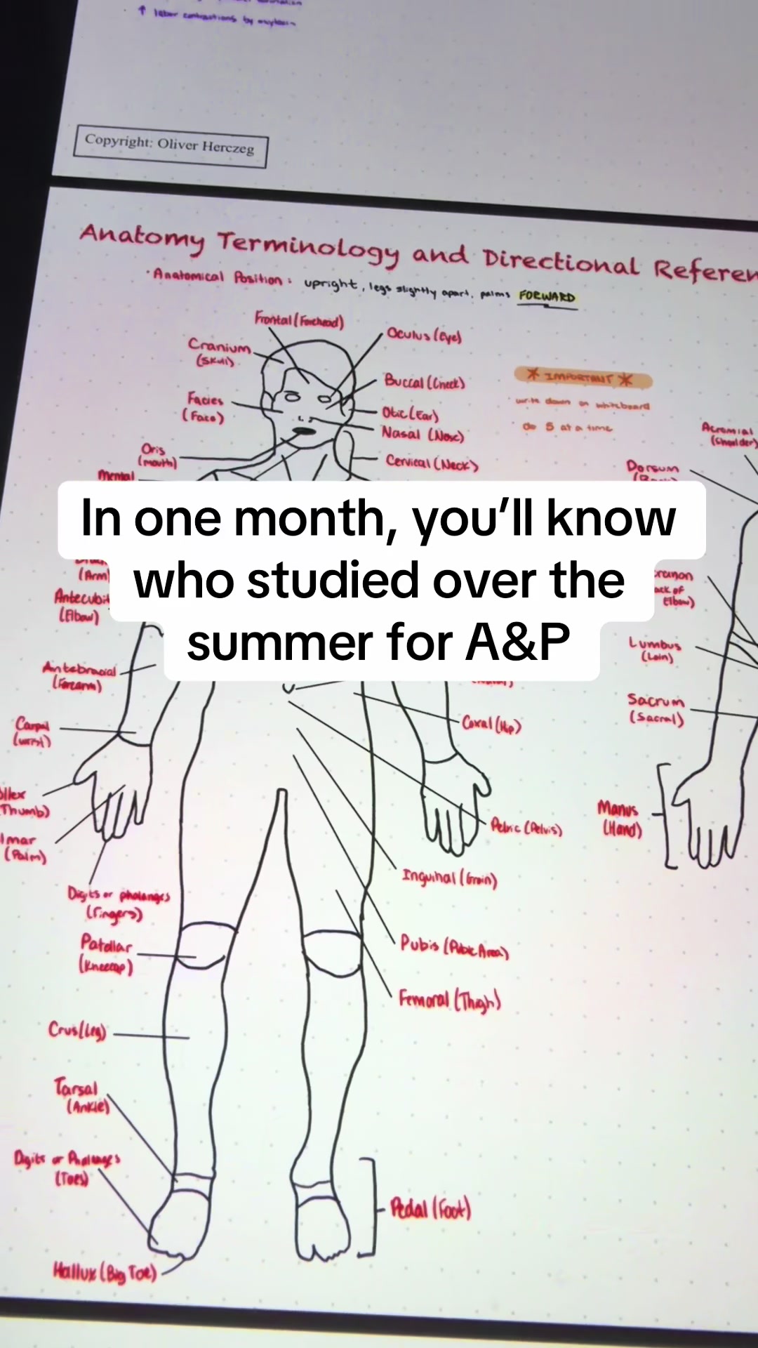 @Ollie | Anatomy & Physiology