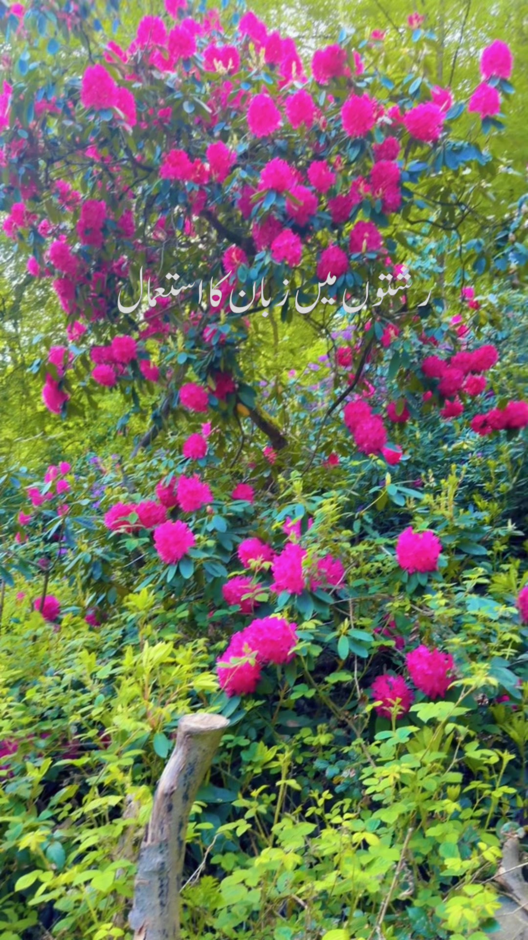 @✨ℍ𝕒𝕝𝕖𝕖𝕞𝕒 𝕂𝕙𝕒𝕟✨