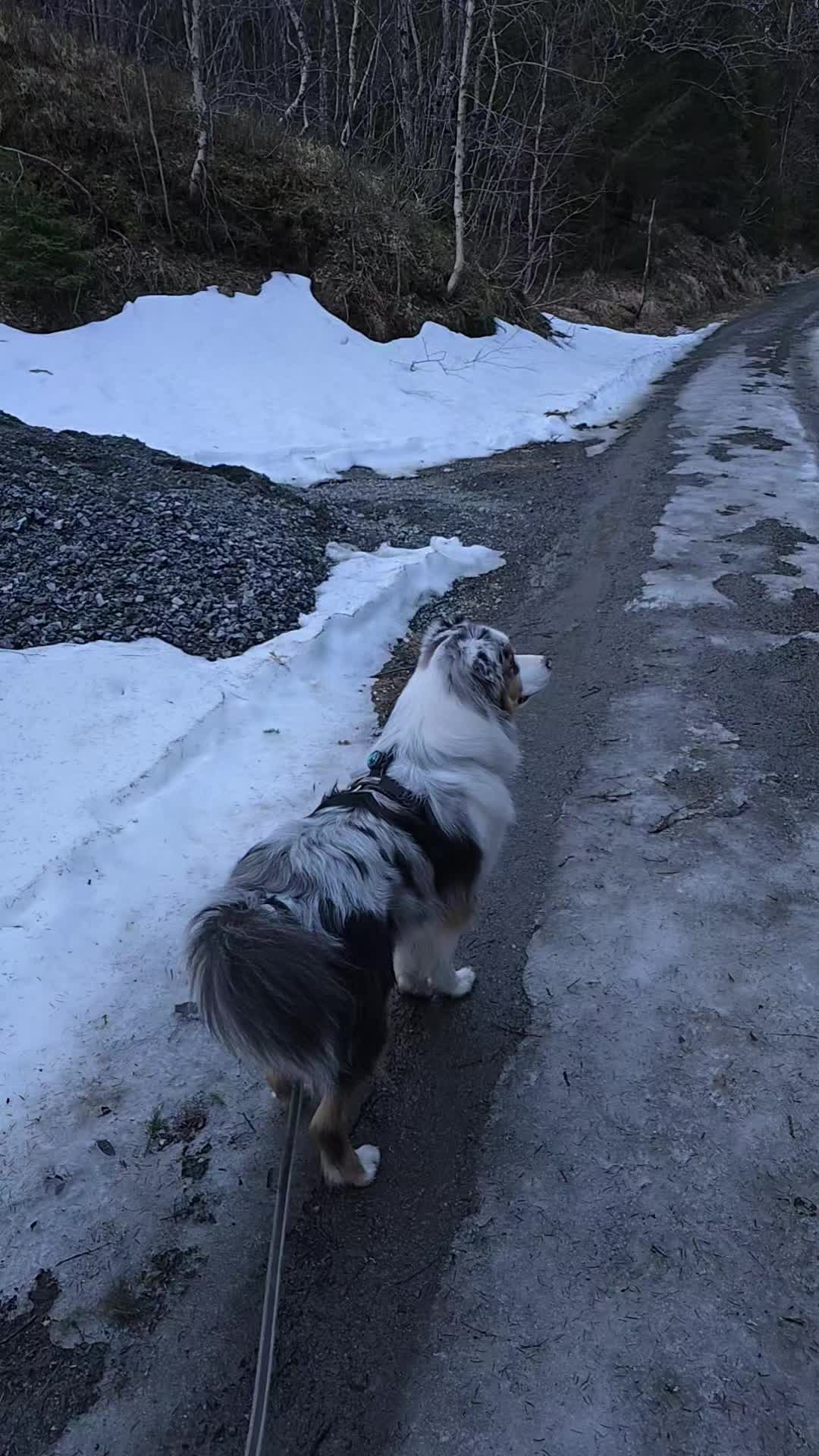 @mr.montytheaussie