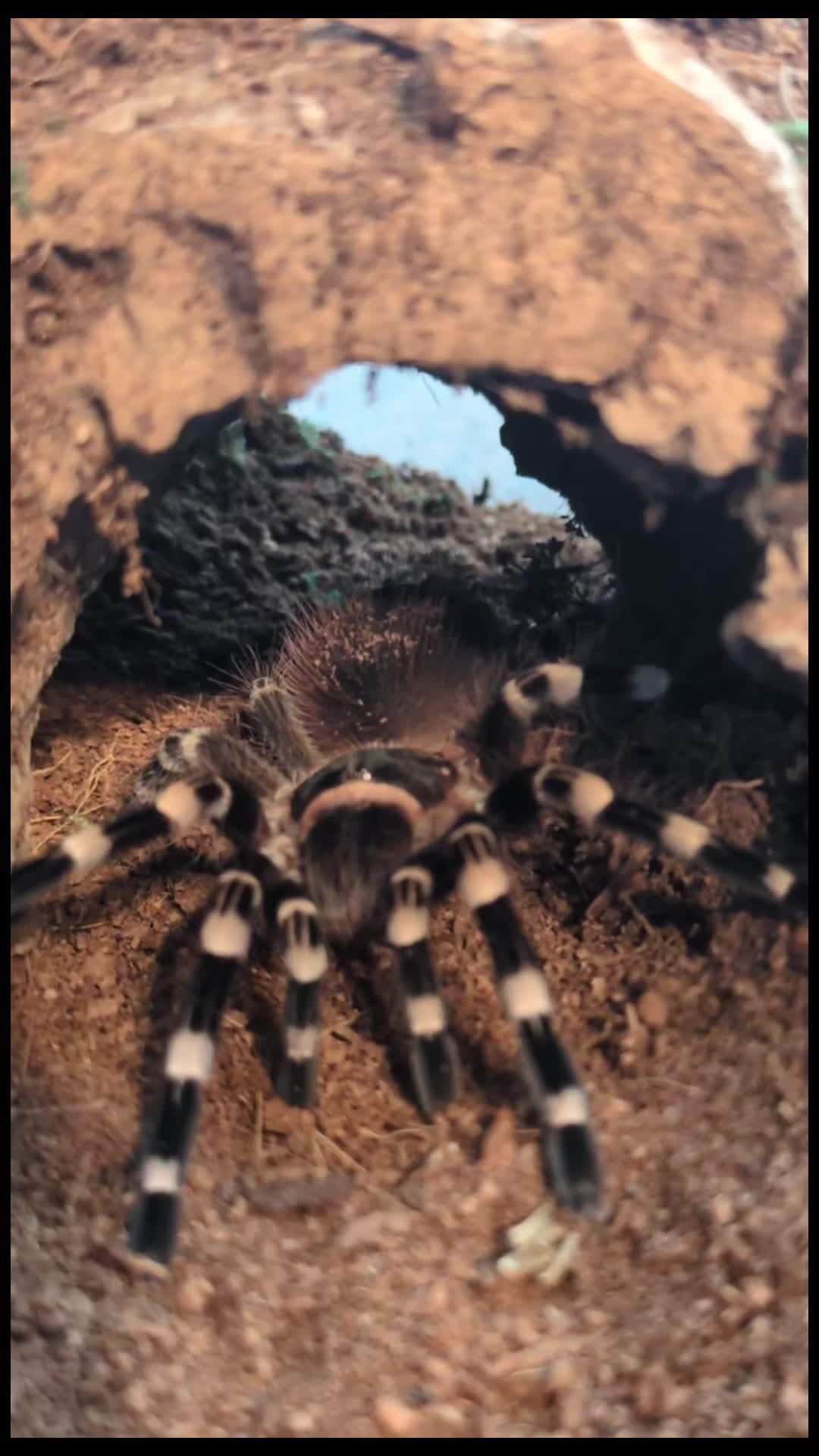 @Eryri Exotics