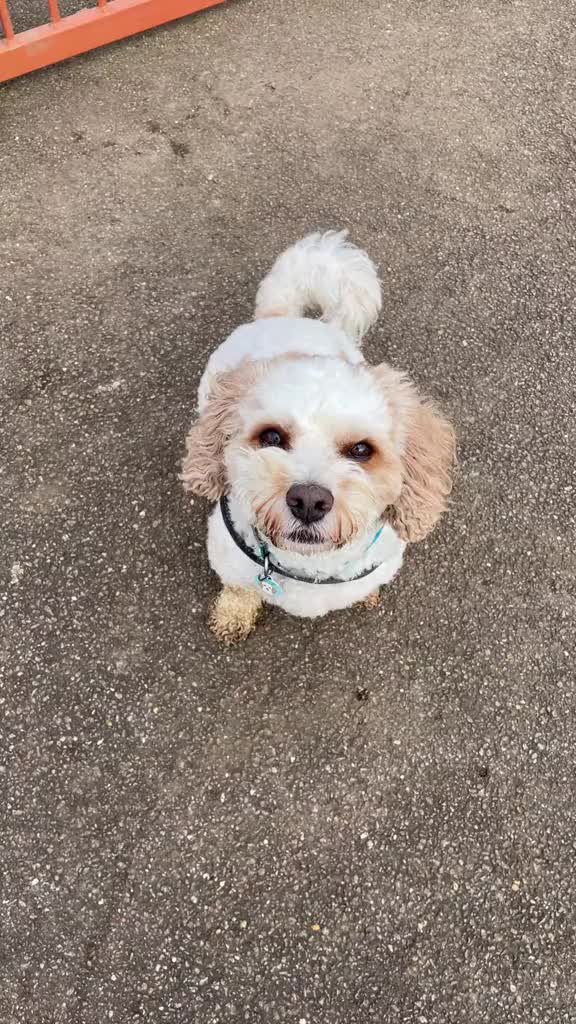 @My Cavachon