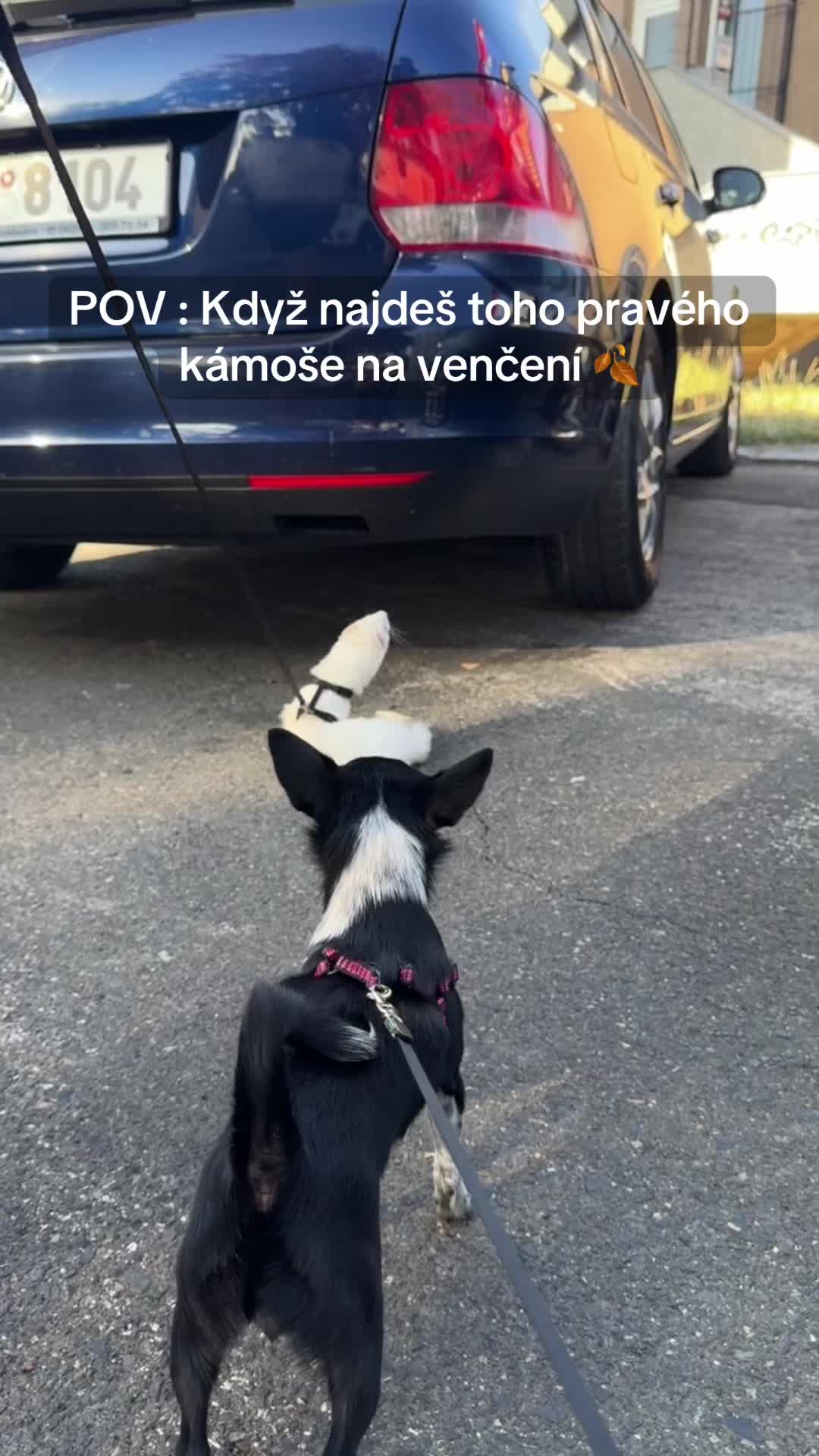 @Deny Hamackova