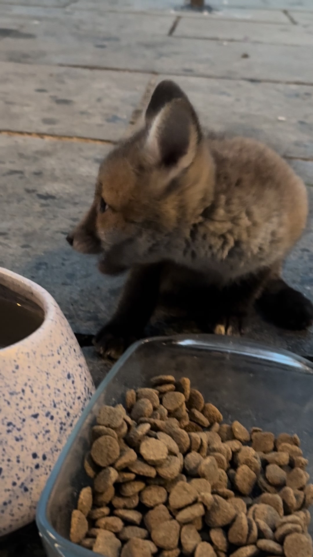 @gp_foxes