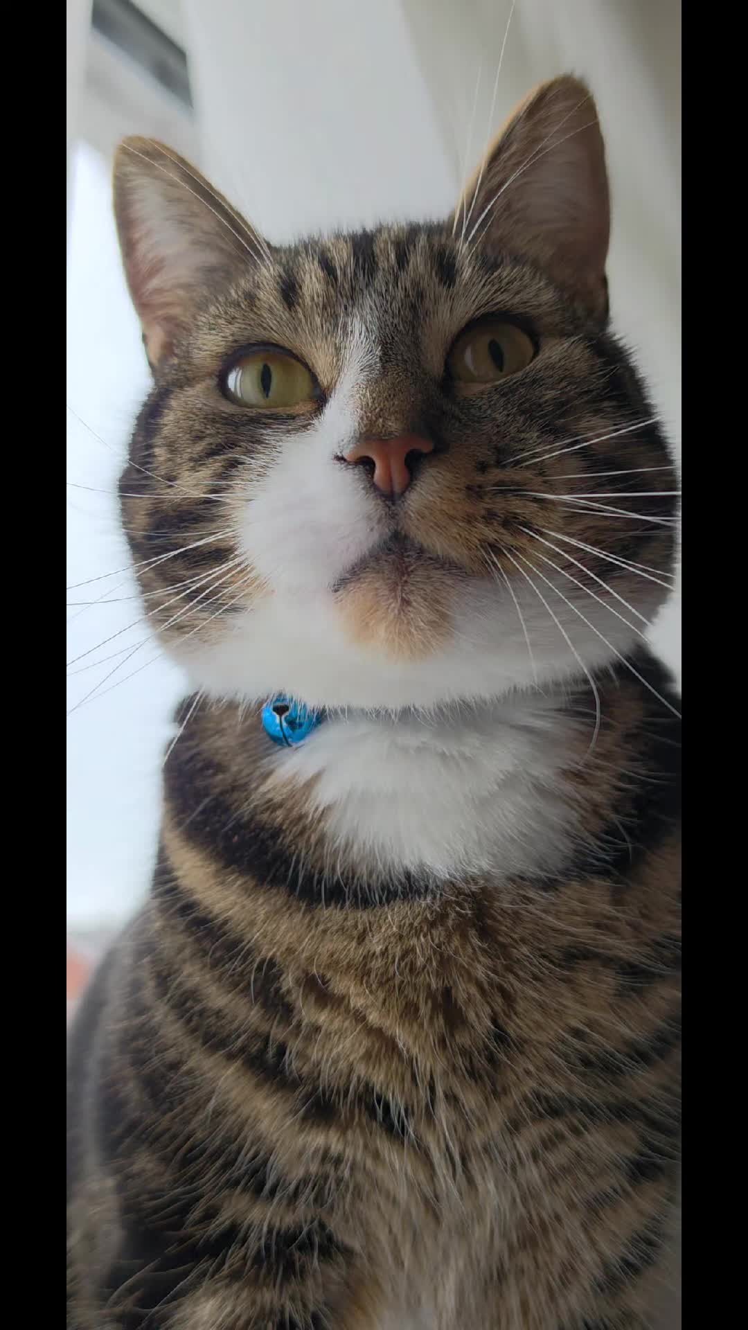 @Banjothecat2024
