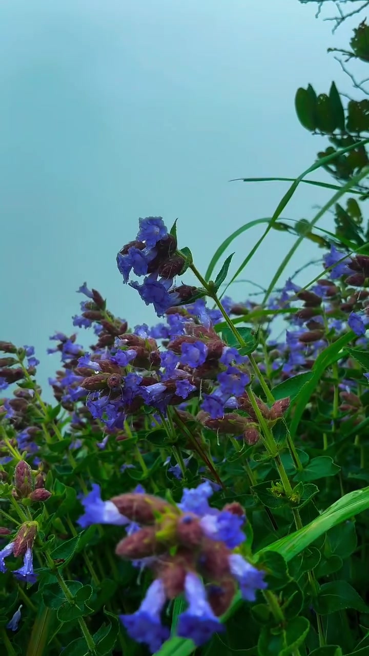 @jamshi585885
