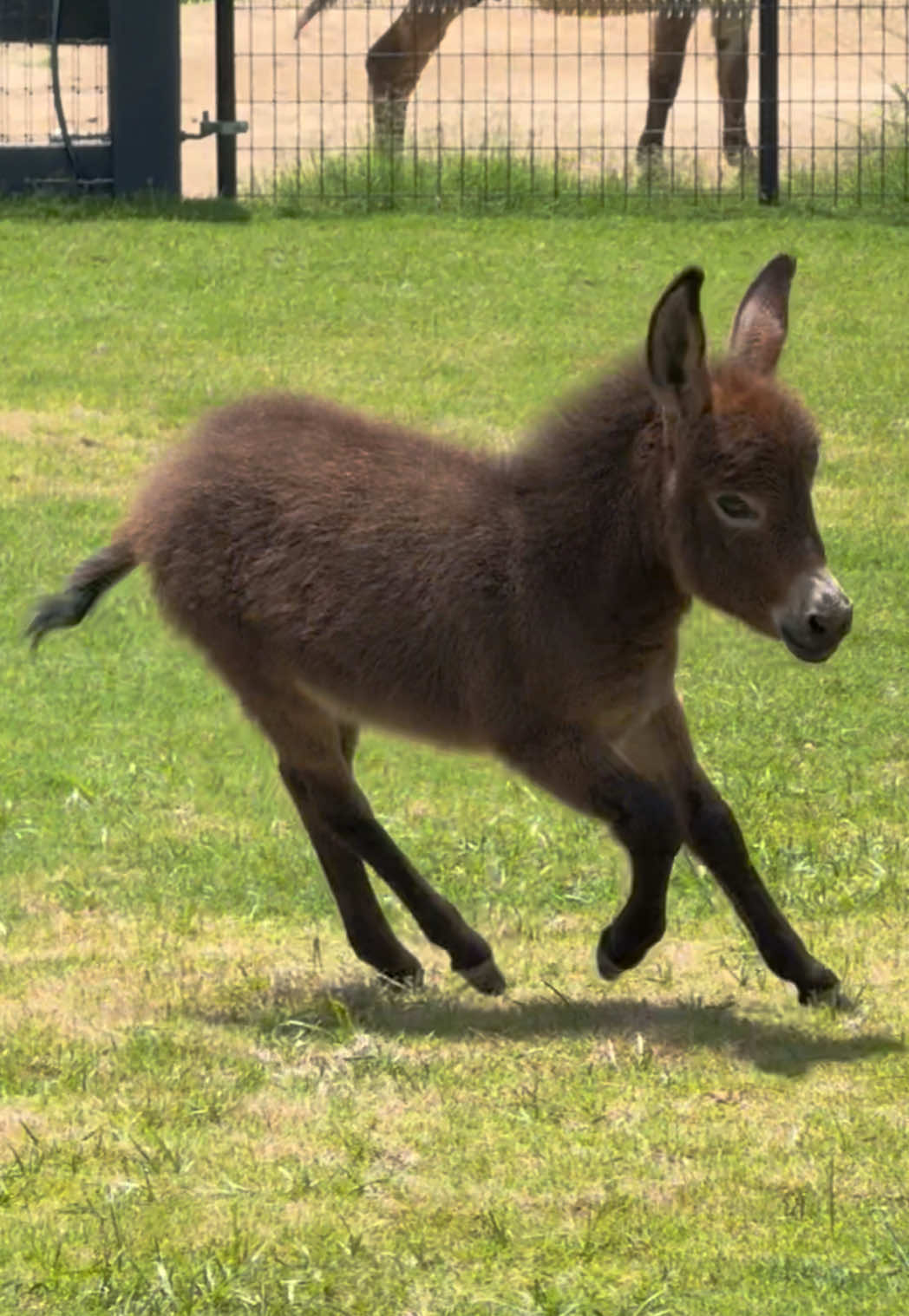 @Cypress Farm Donkeys