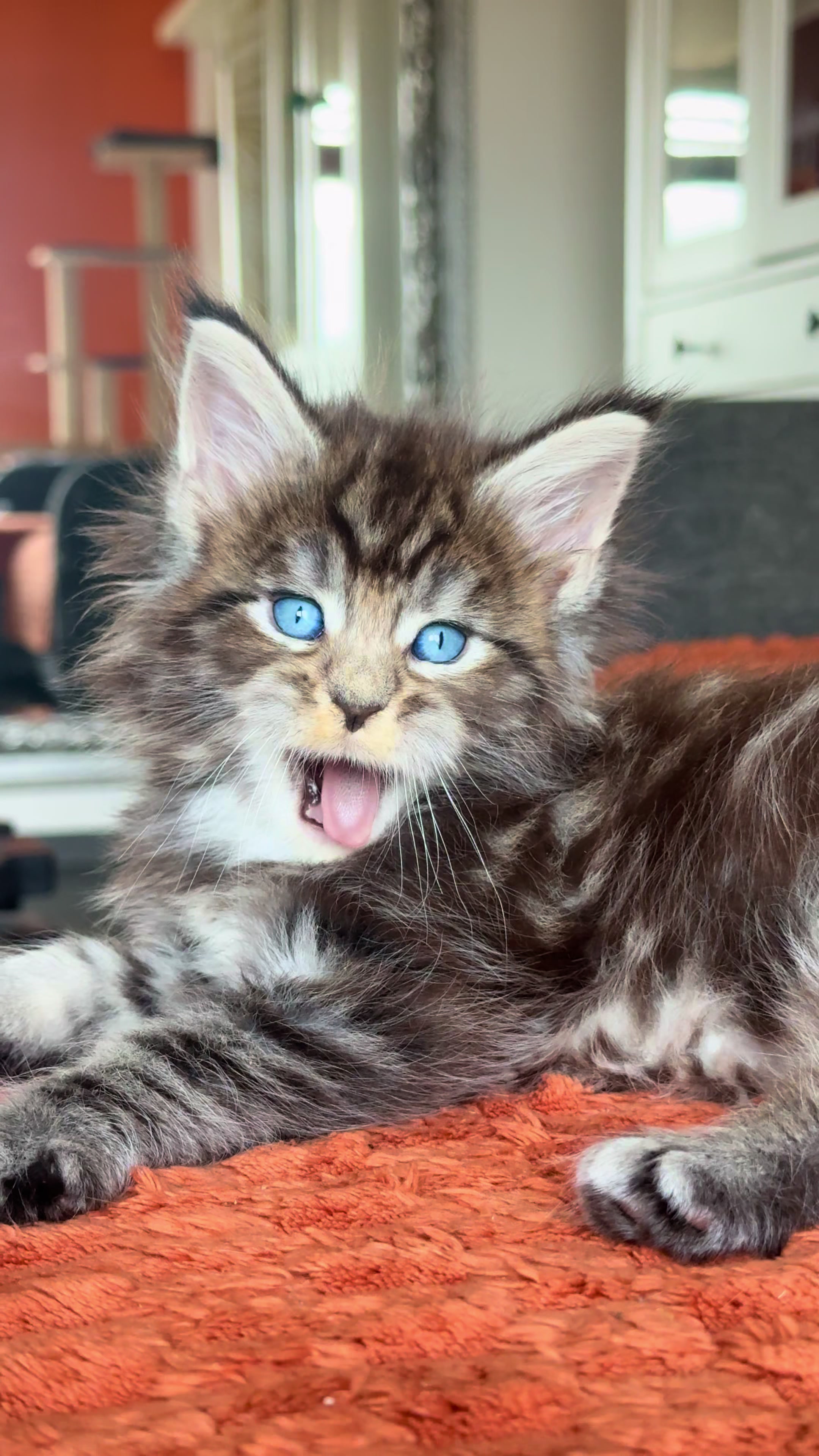 @WilderRegenbogenMaineCoon