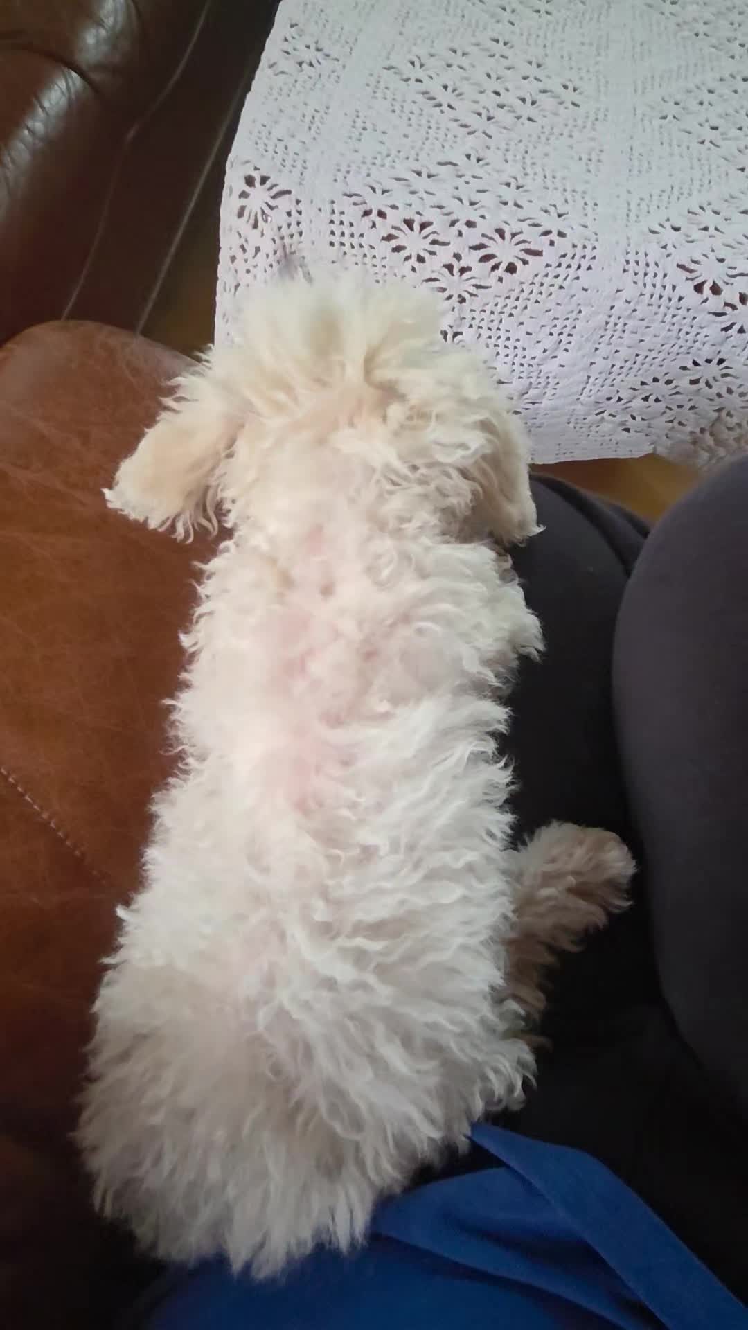 @TessiBichon