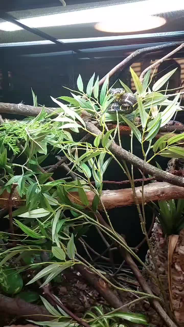 @Rockin' Reptiles Bristol