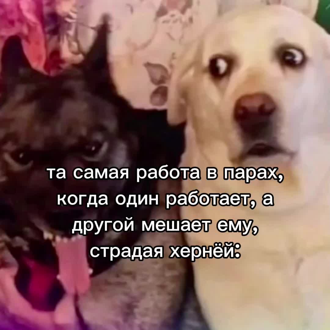 @kryon