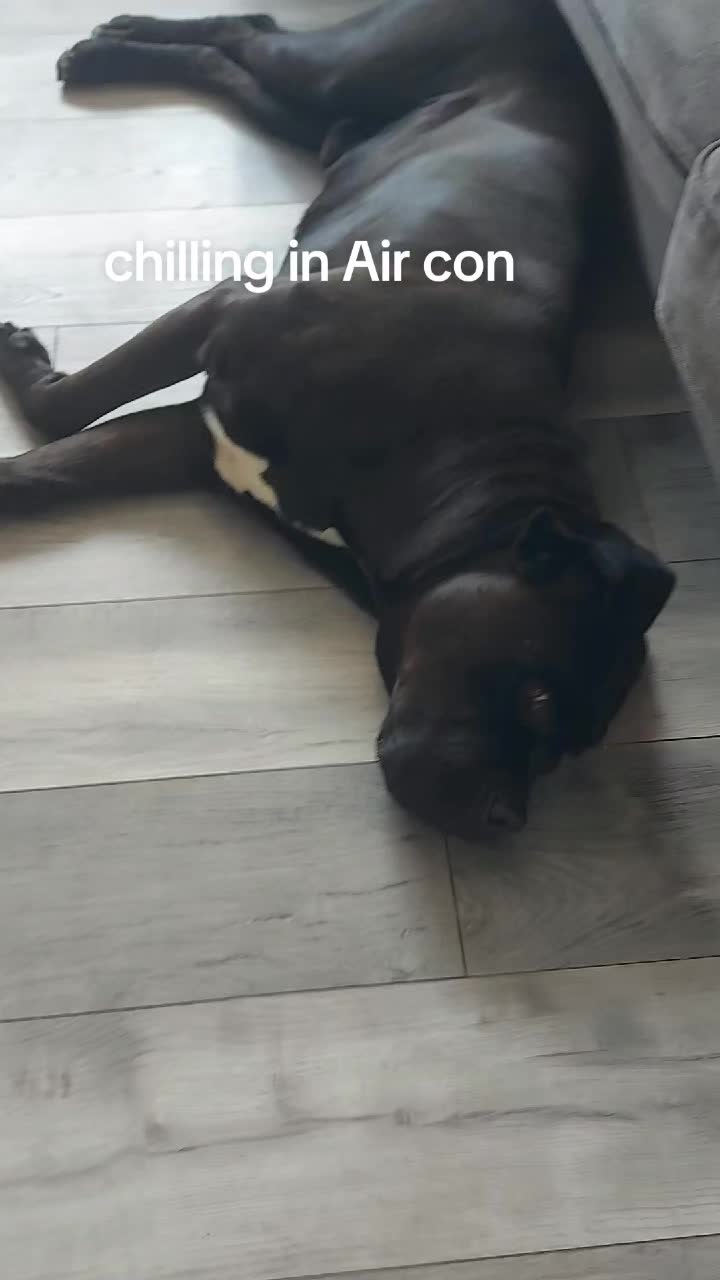 @Canecorspuppy