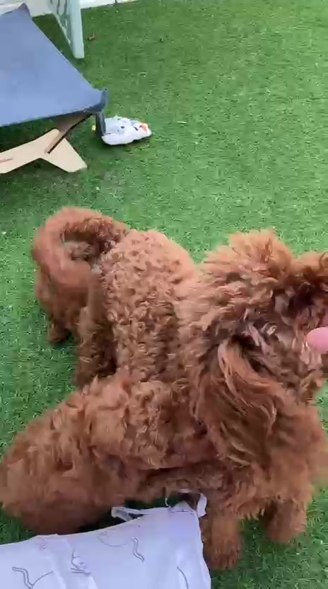 @Caniche Barcelona