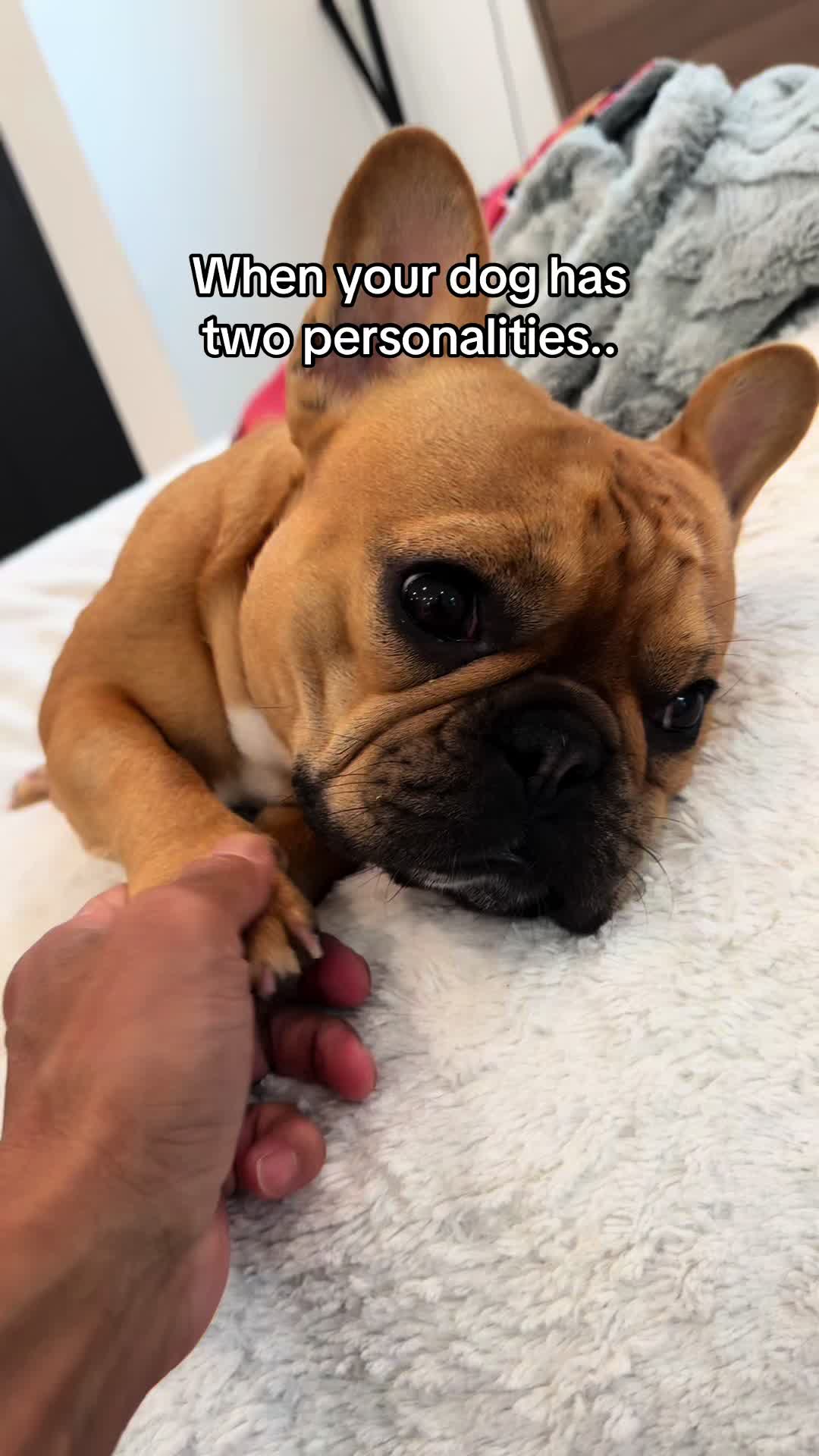 @Charlie Bear