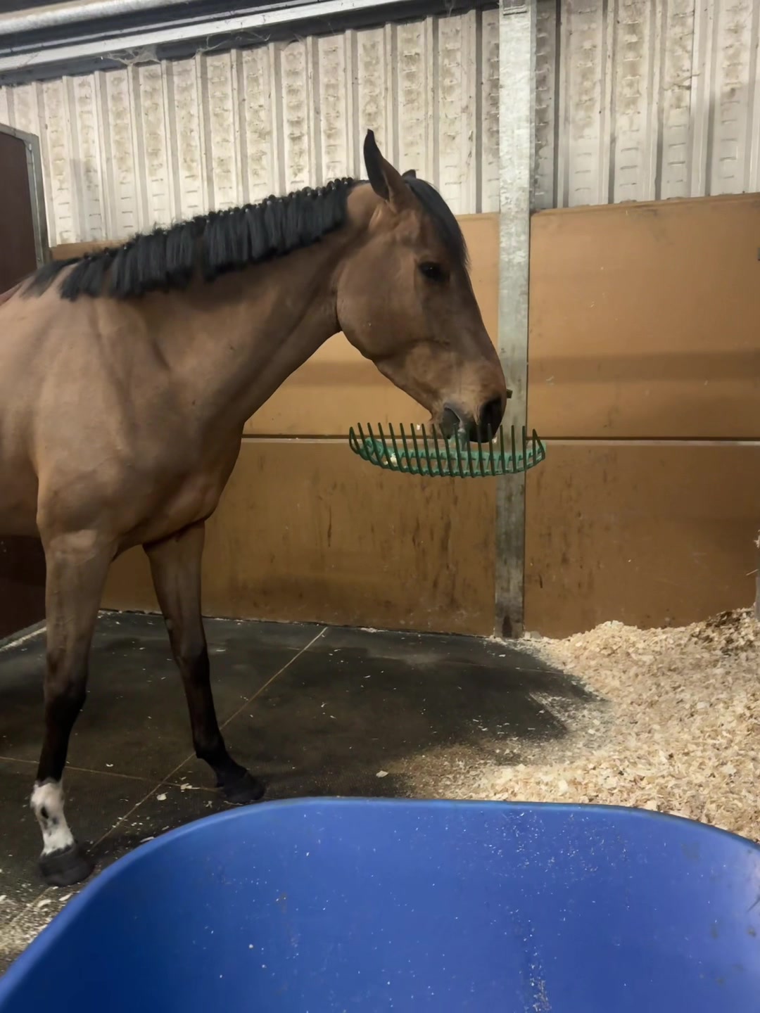 @Lucy Struthers Horses
