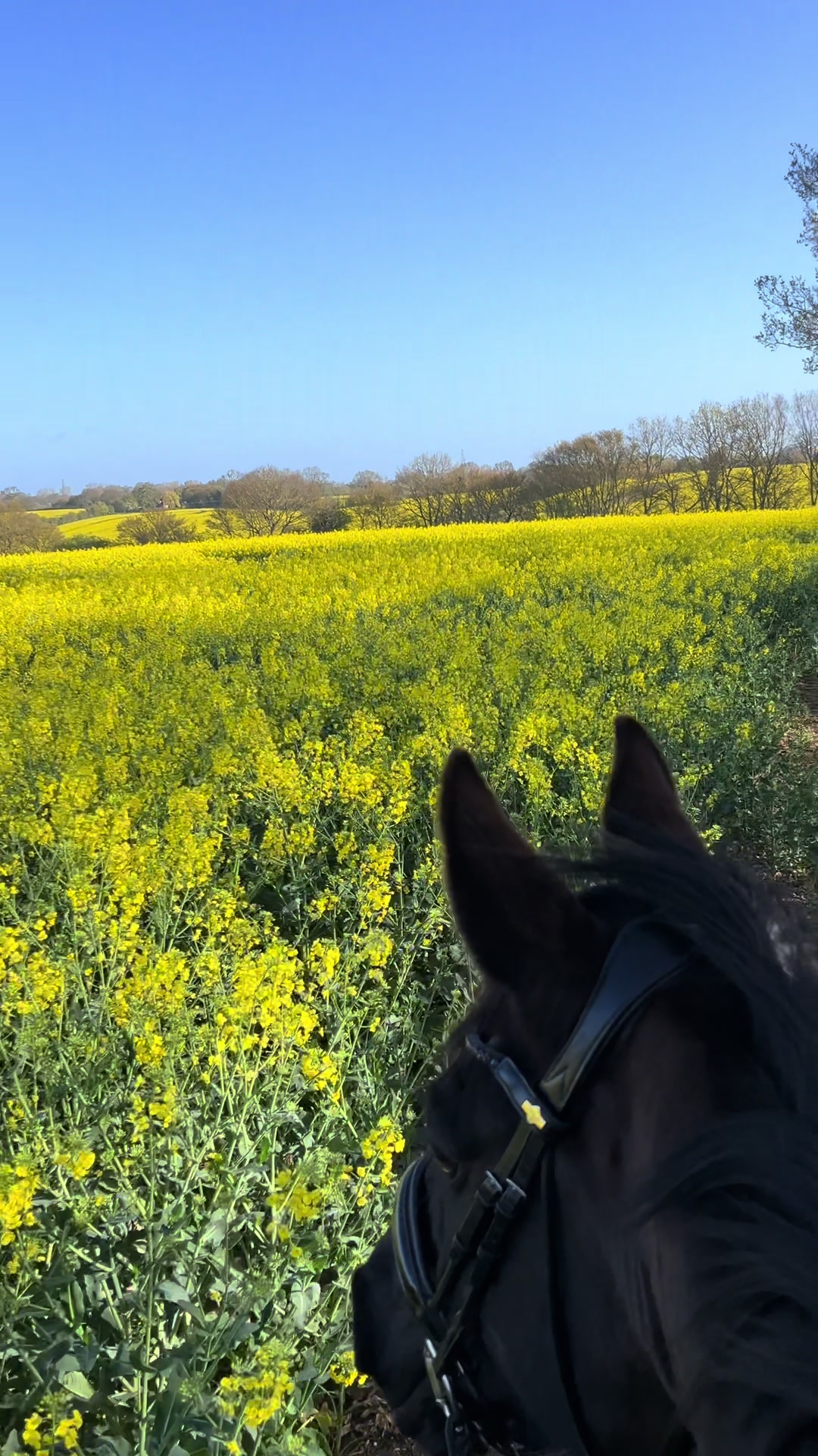 @Horses_with_Narni