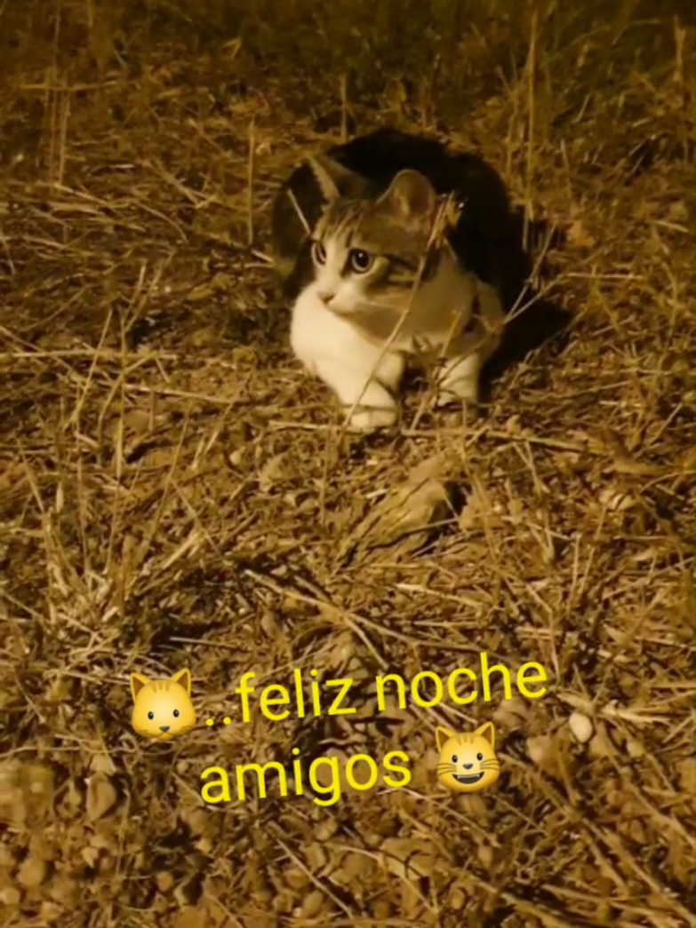 @nikii