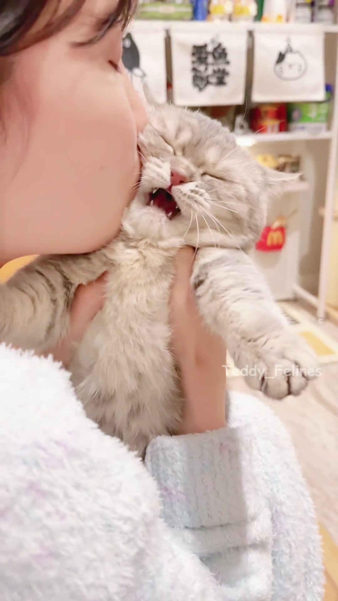 @Teddy_Felines 🧸🐾
