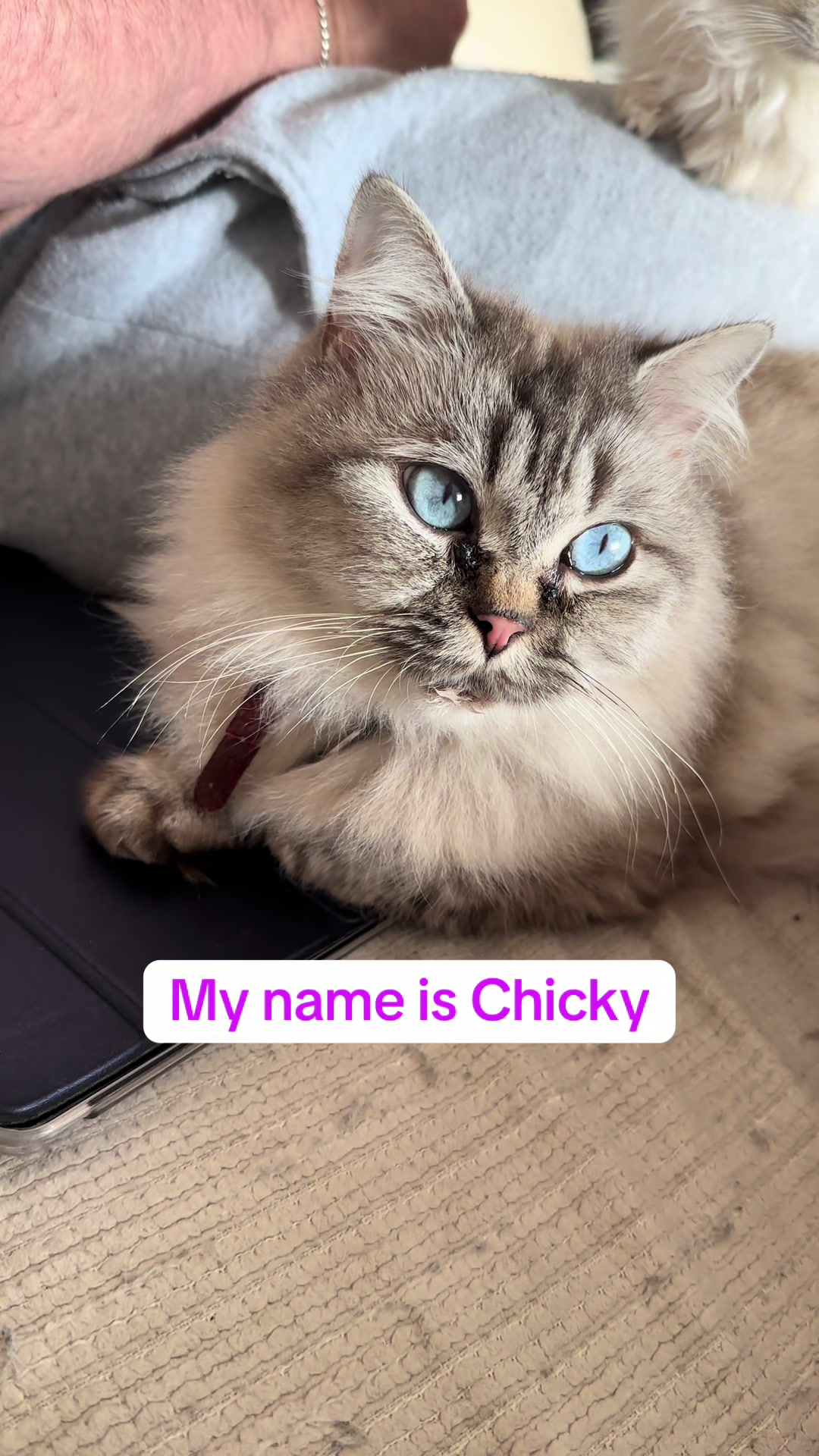@Daisy The Cat