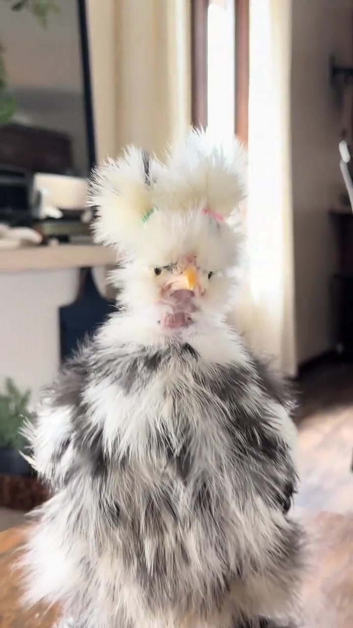 @animalmemester
