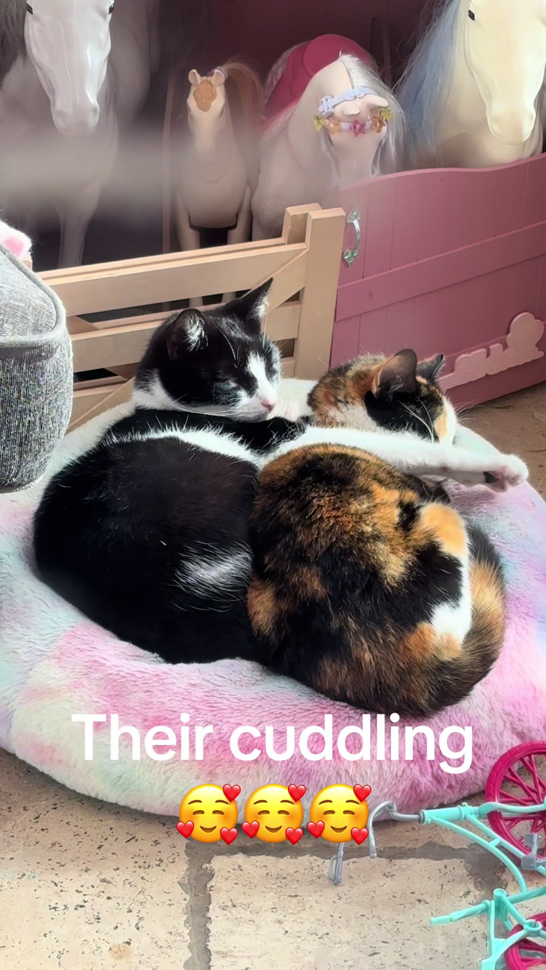 @Sianysian🌸💕✨🌈🧸
