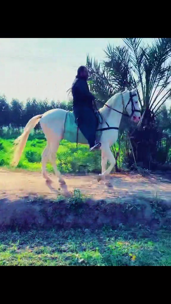 @Syed SammarAbbas