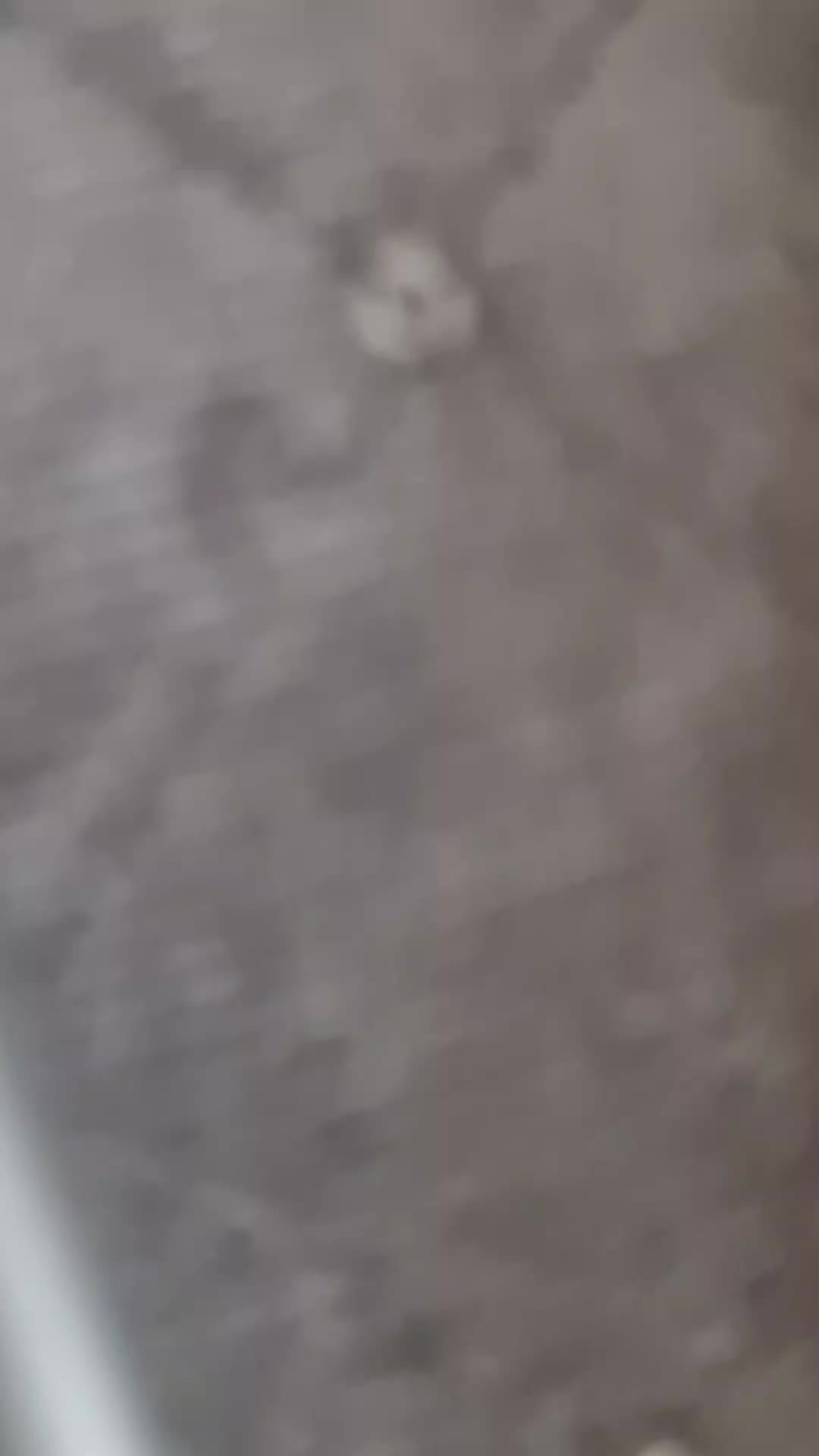 @Rose.and.Grace
