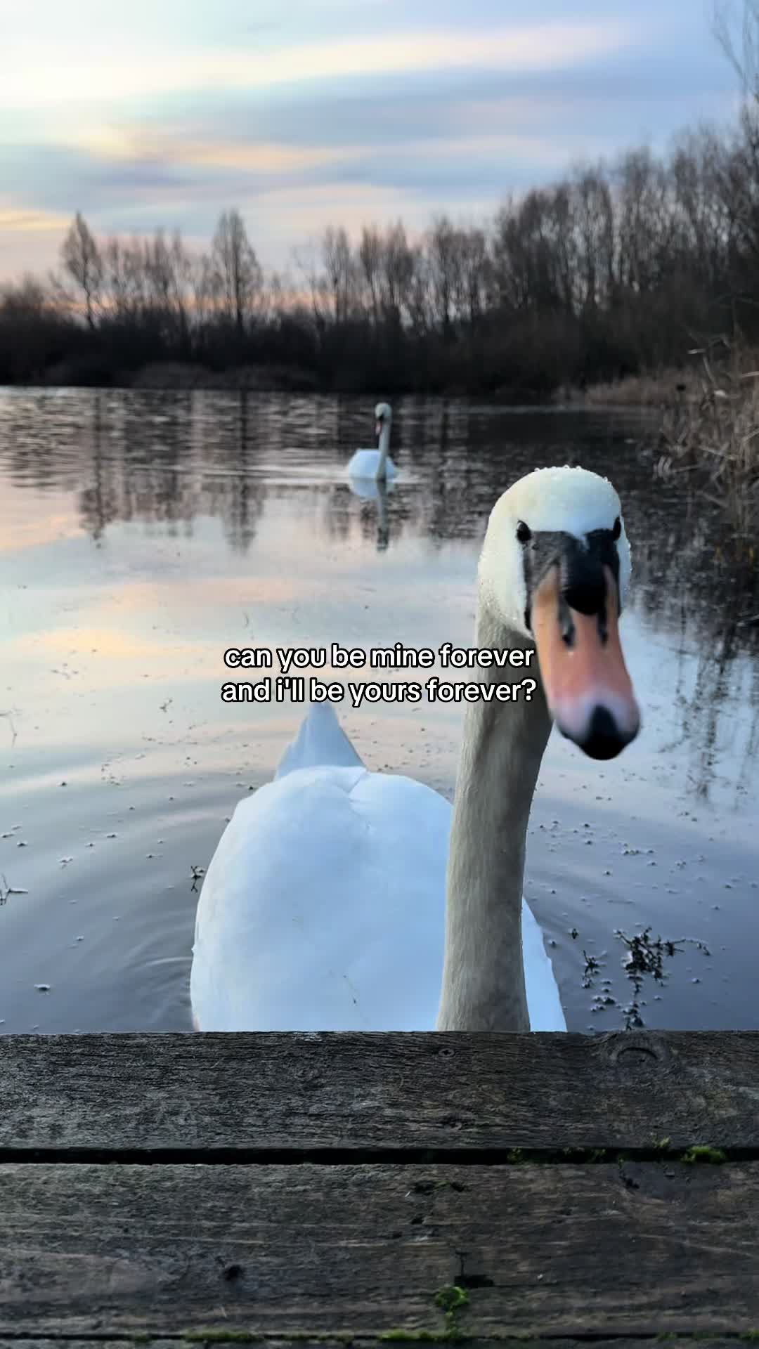 @reel_feels_