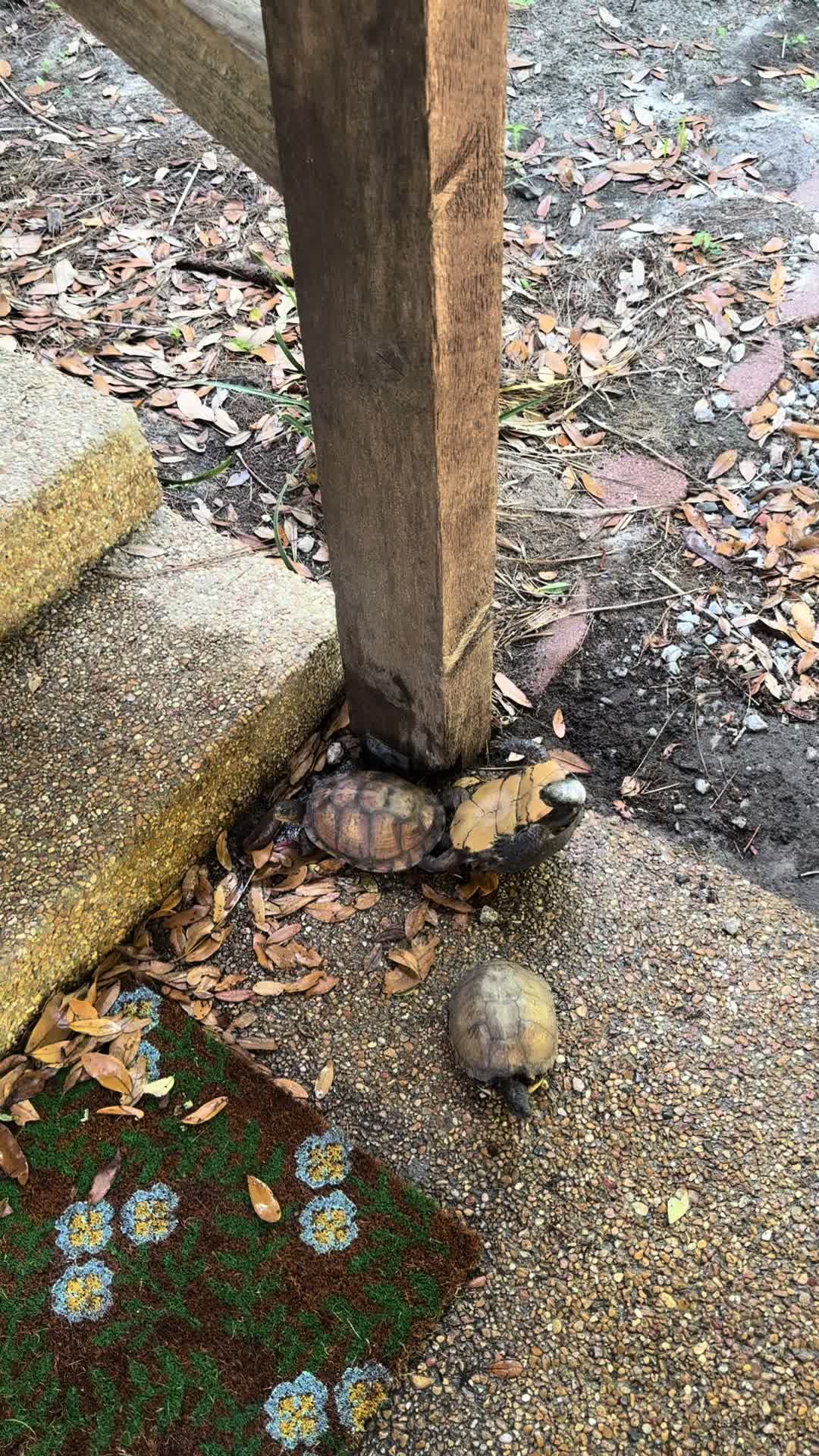 @tiffanis_tiktok