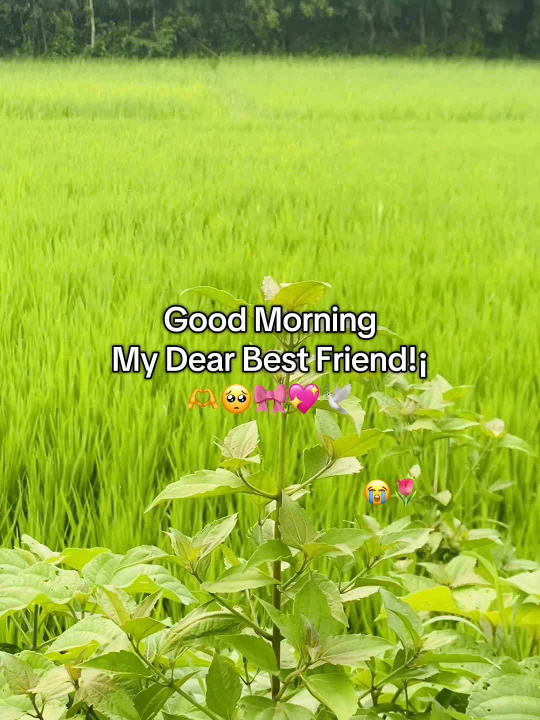 @টিক_টকি 🐸