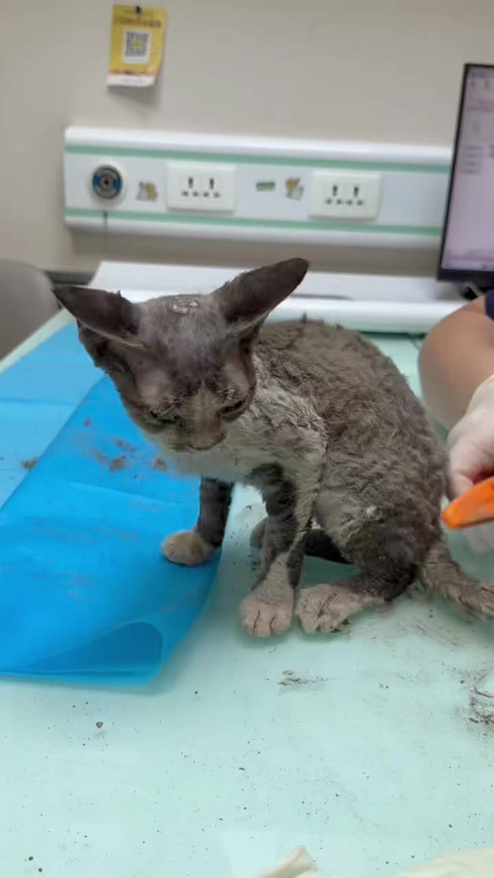 @Community_Animal_Rescue