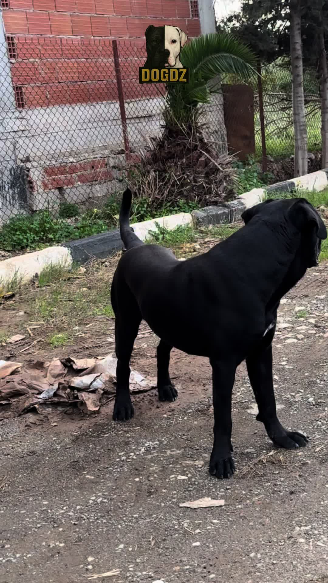 @dogdz🏴☠️🇩🇿