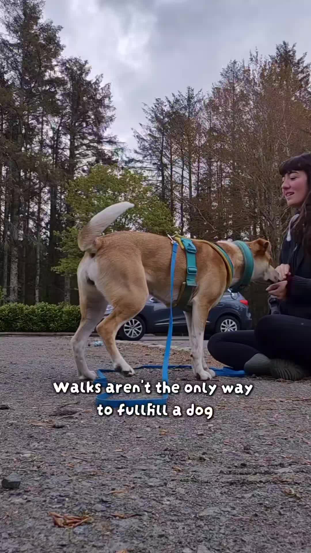 @wildlife_rescue_adventure