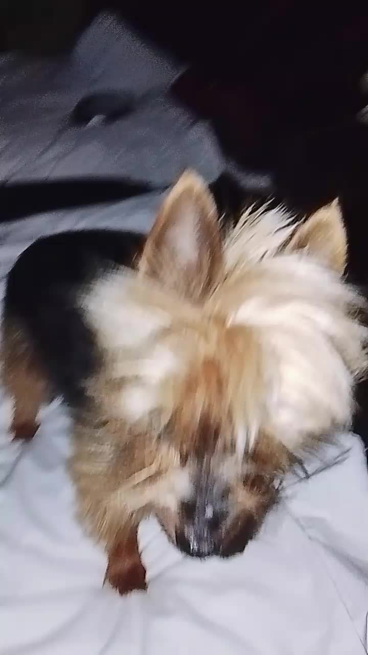 @petfamily4