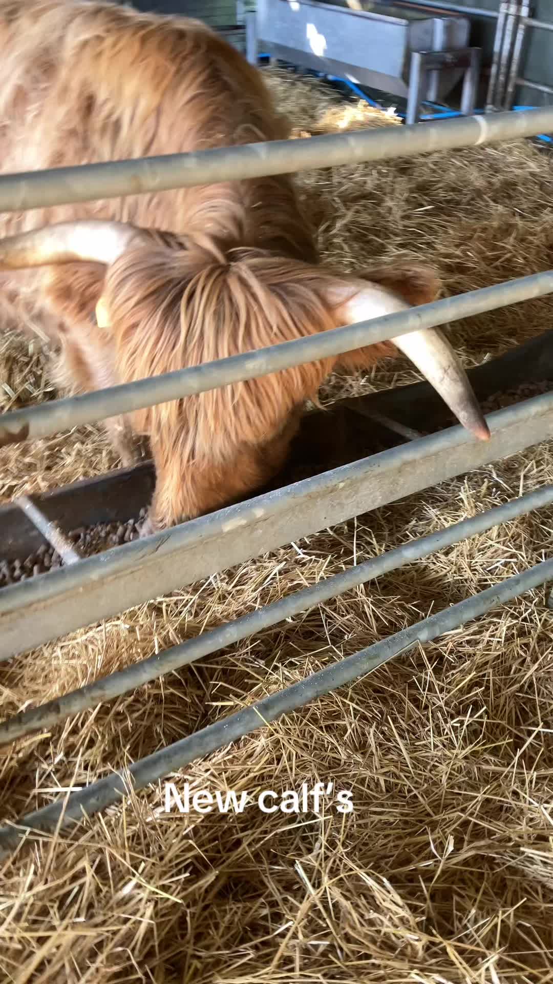 @Highland Coo Clan