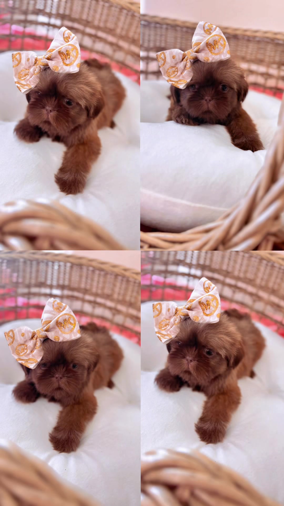 @SHIHTZU SOIRÉE