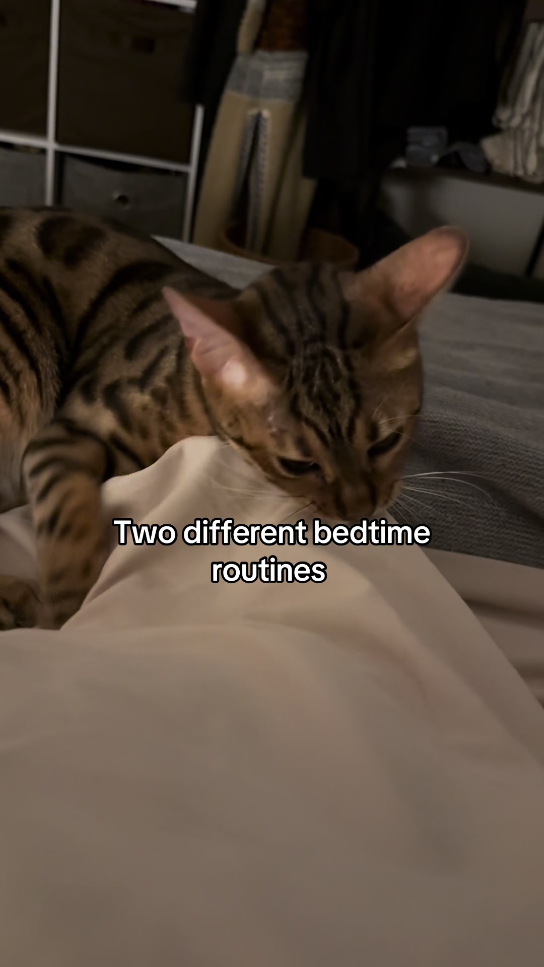 @mitmitcats