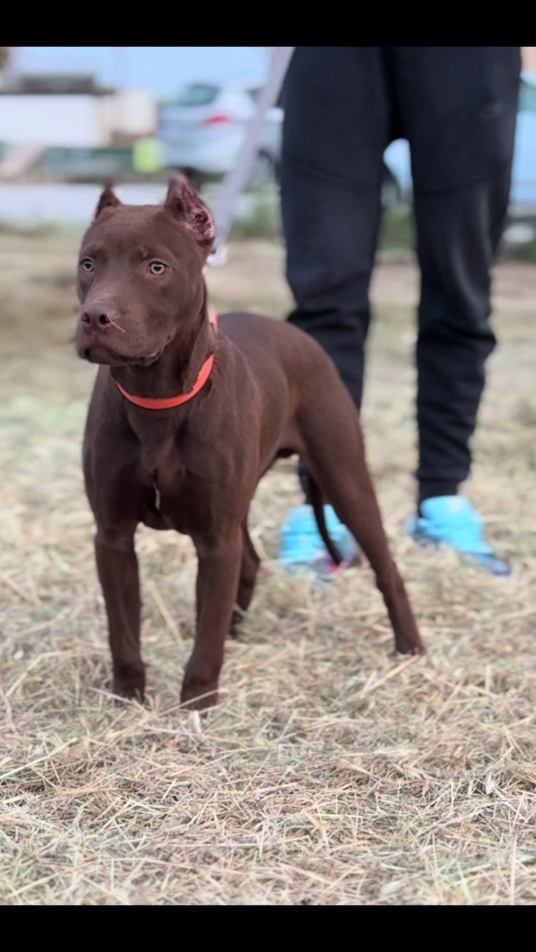 @RedForcePitbull