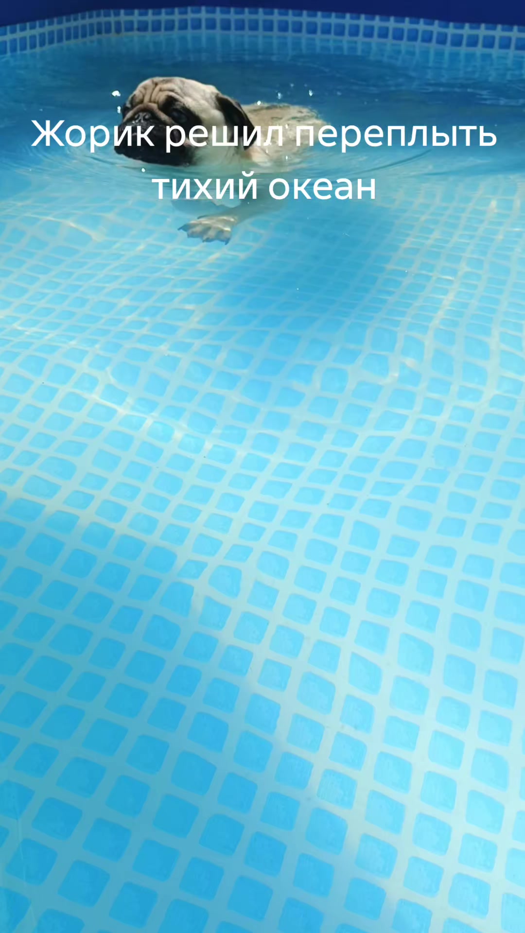 @мопс жора🐾