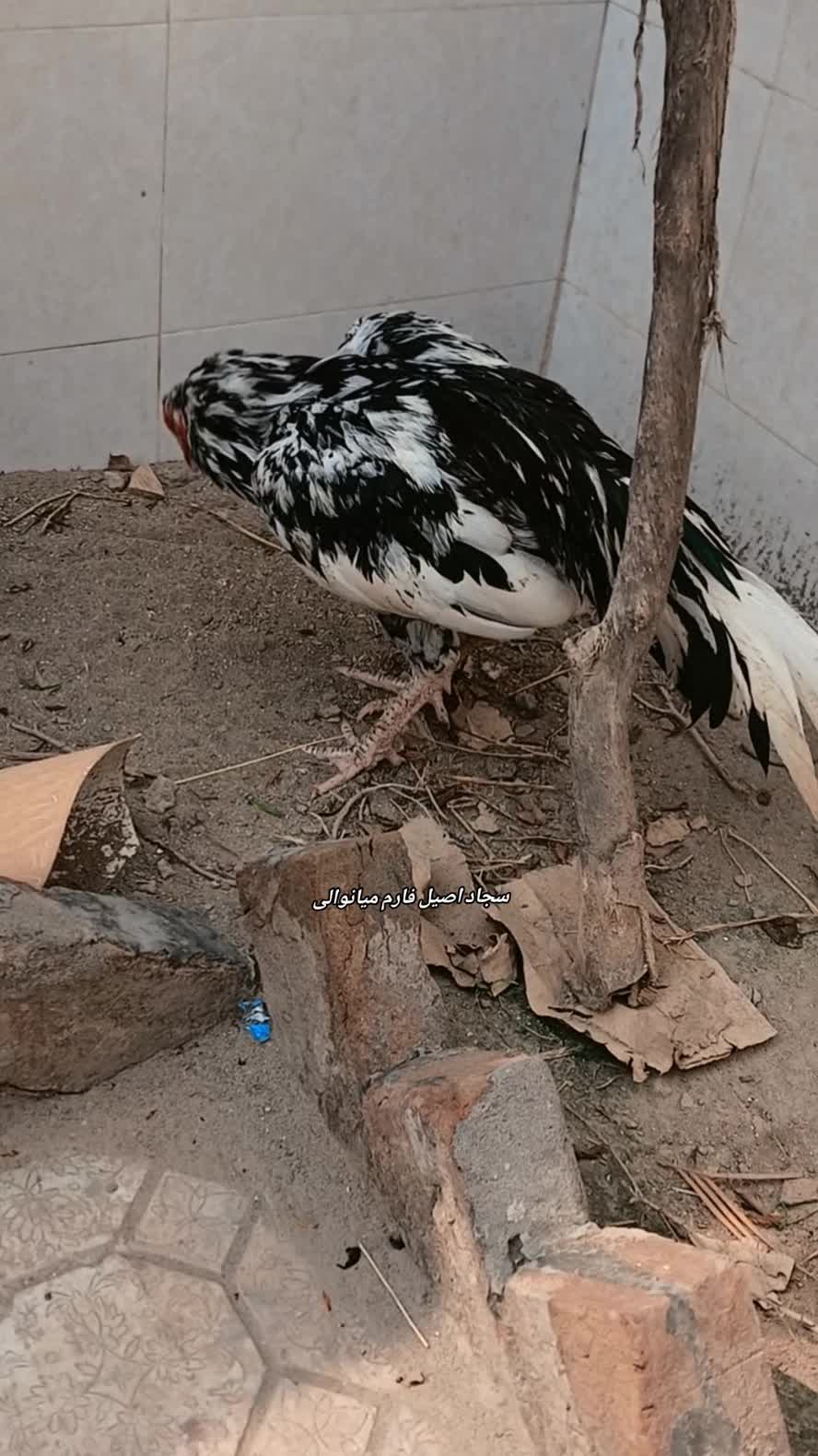 @Sajjad Aseel Farm