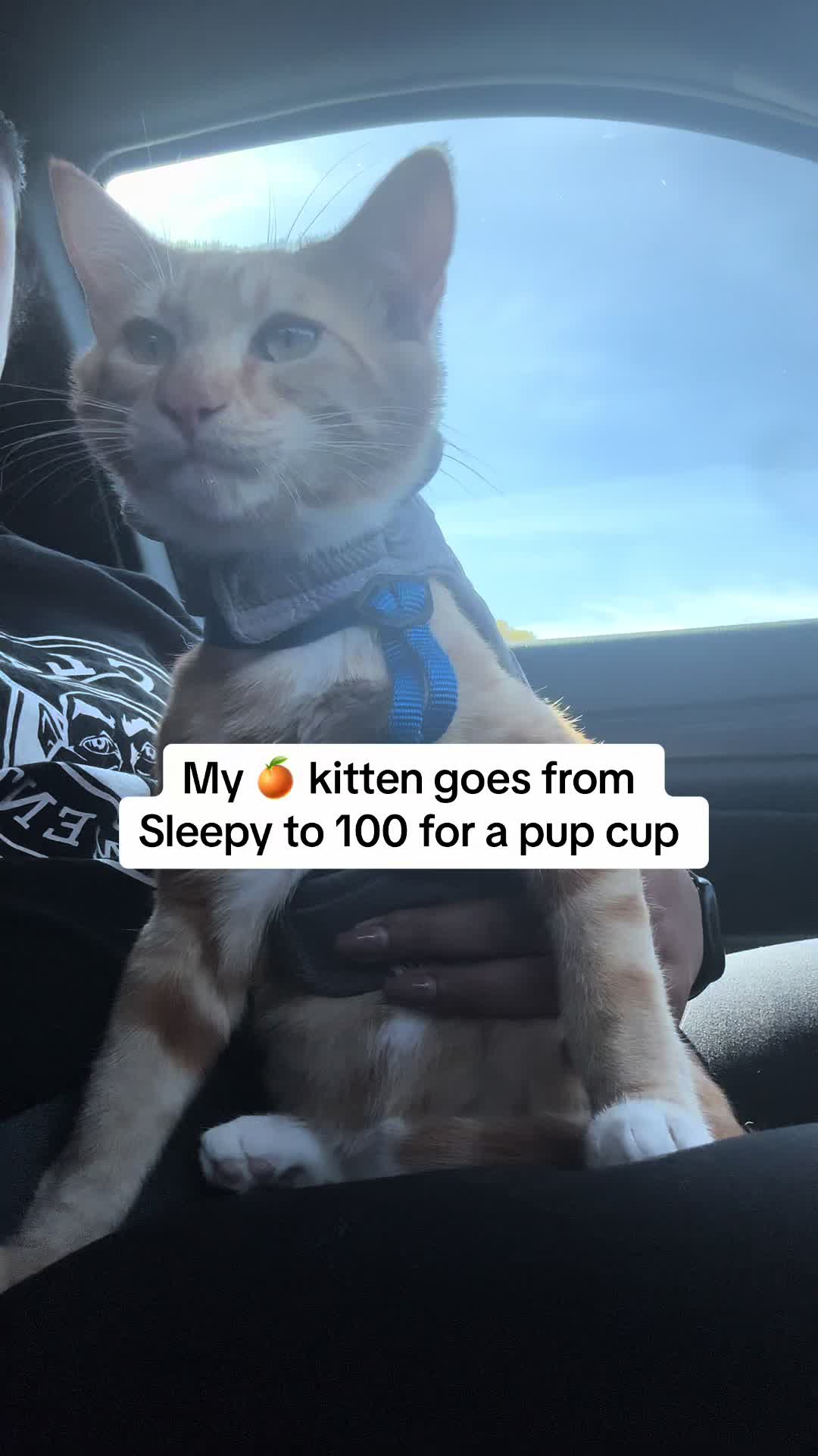 @Seven The 🍊 Kitty & Fam