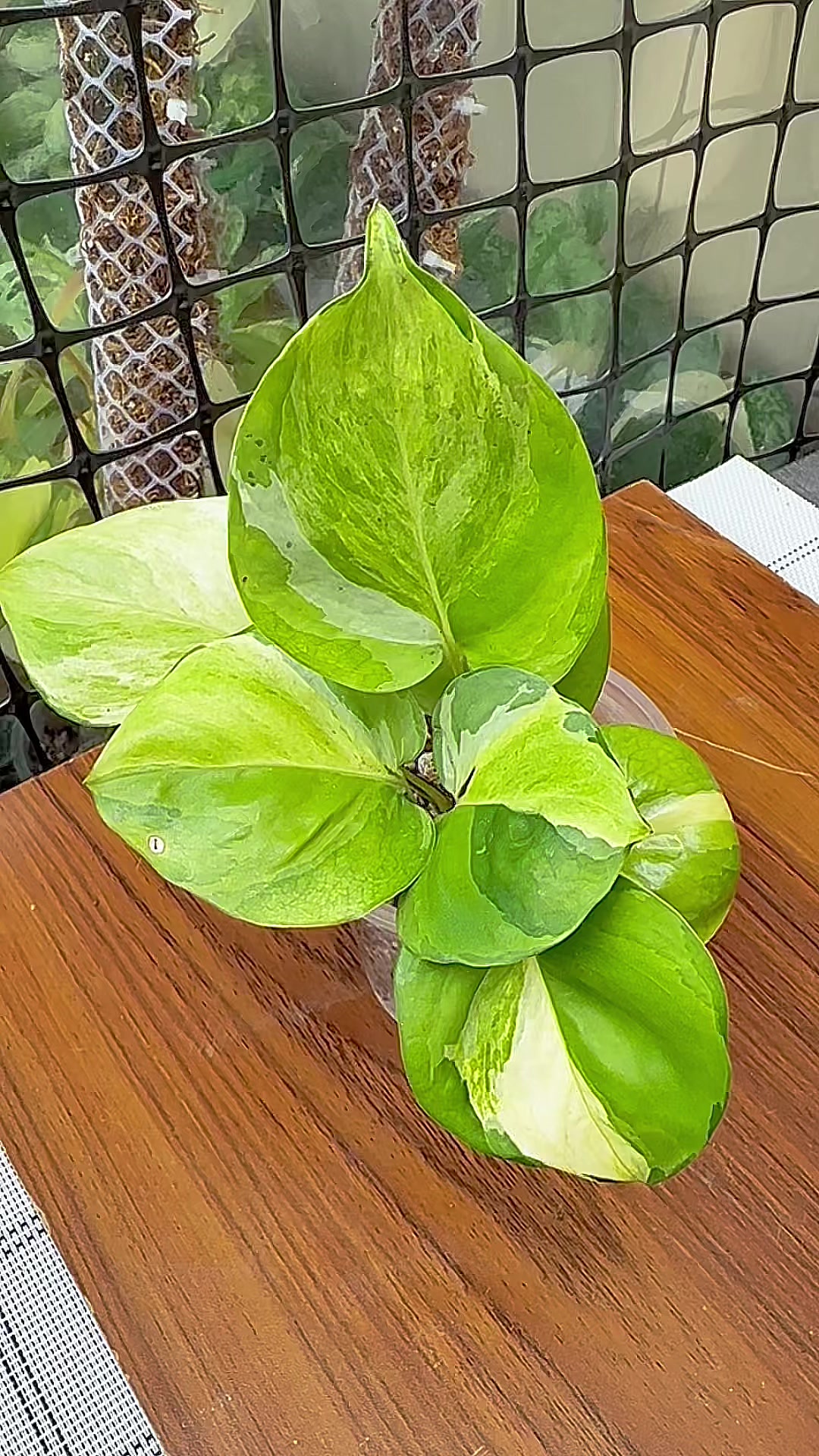 @A piece of green
