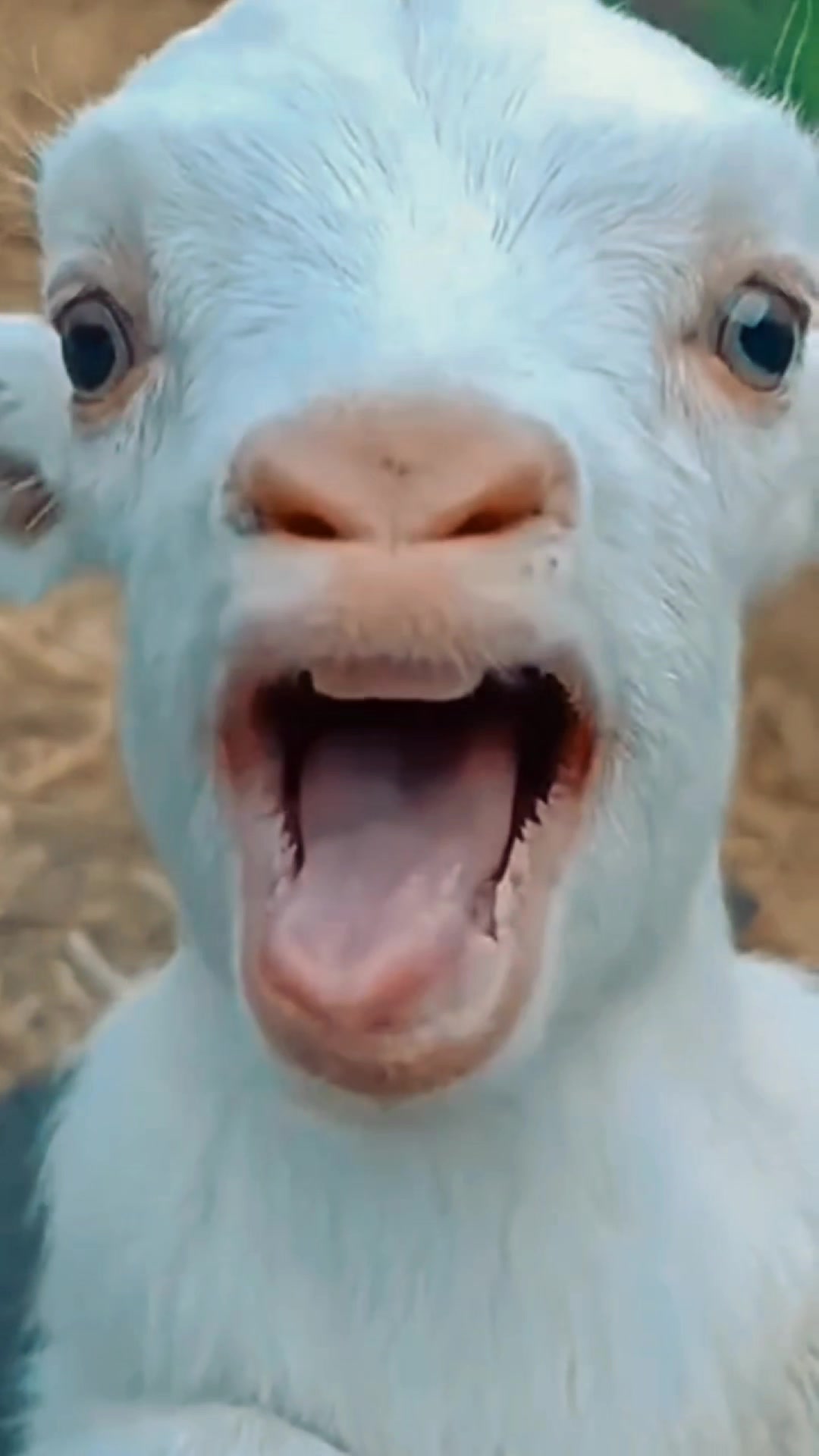 @Bakwan Animals