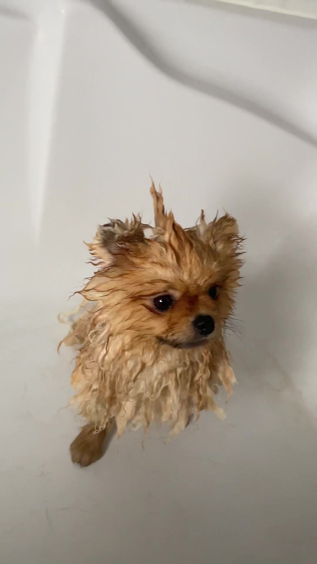@yoshi.thepom