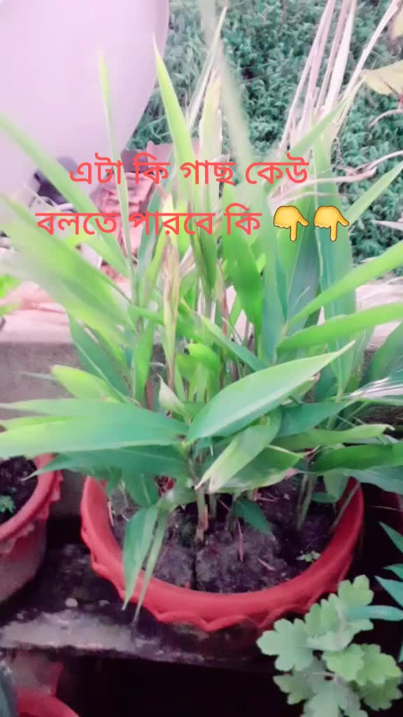 @Bapon malakar