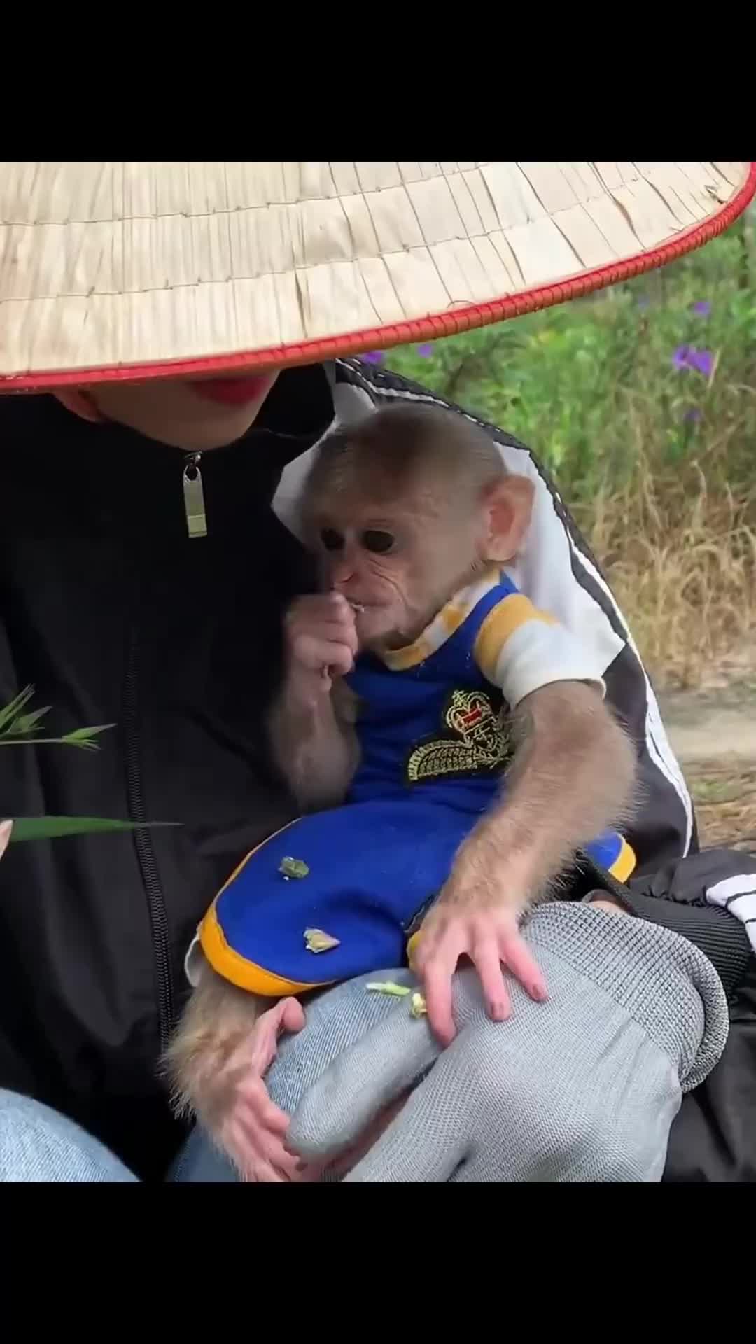 @Cute monkey