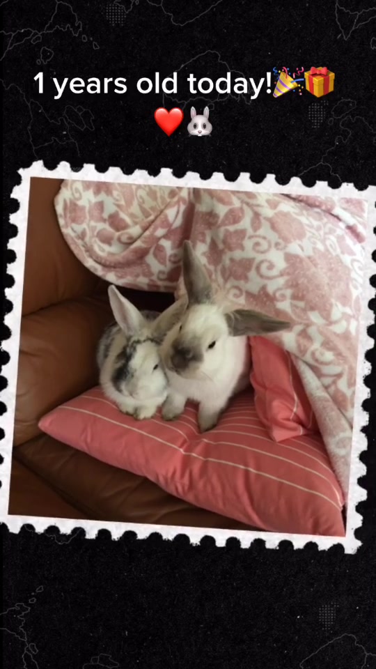 @🐰❤️