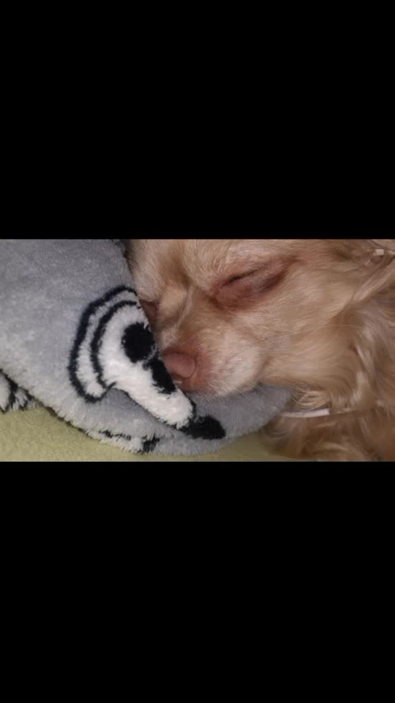 @sissi_dog