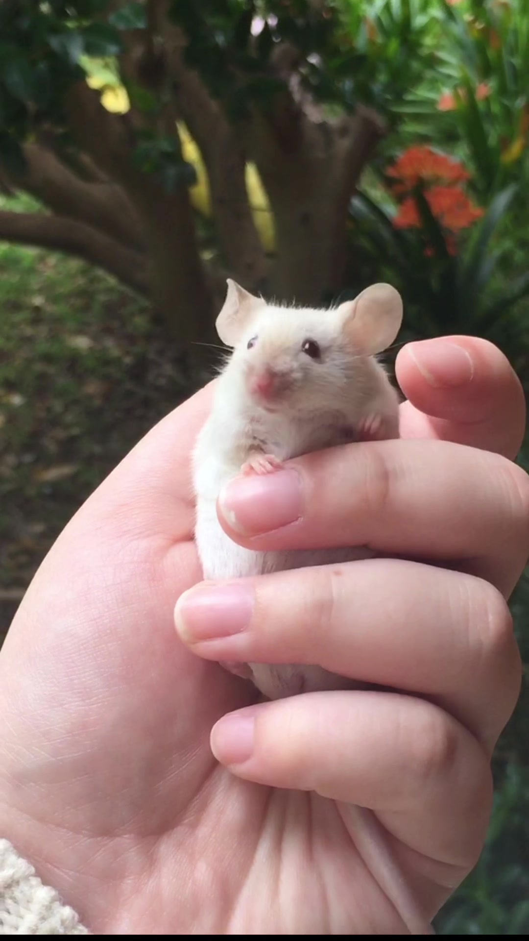 @ThatMouseGirl♡
