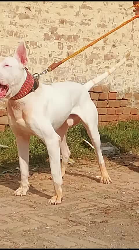 @Peshwar Dogs Center