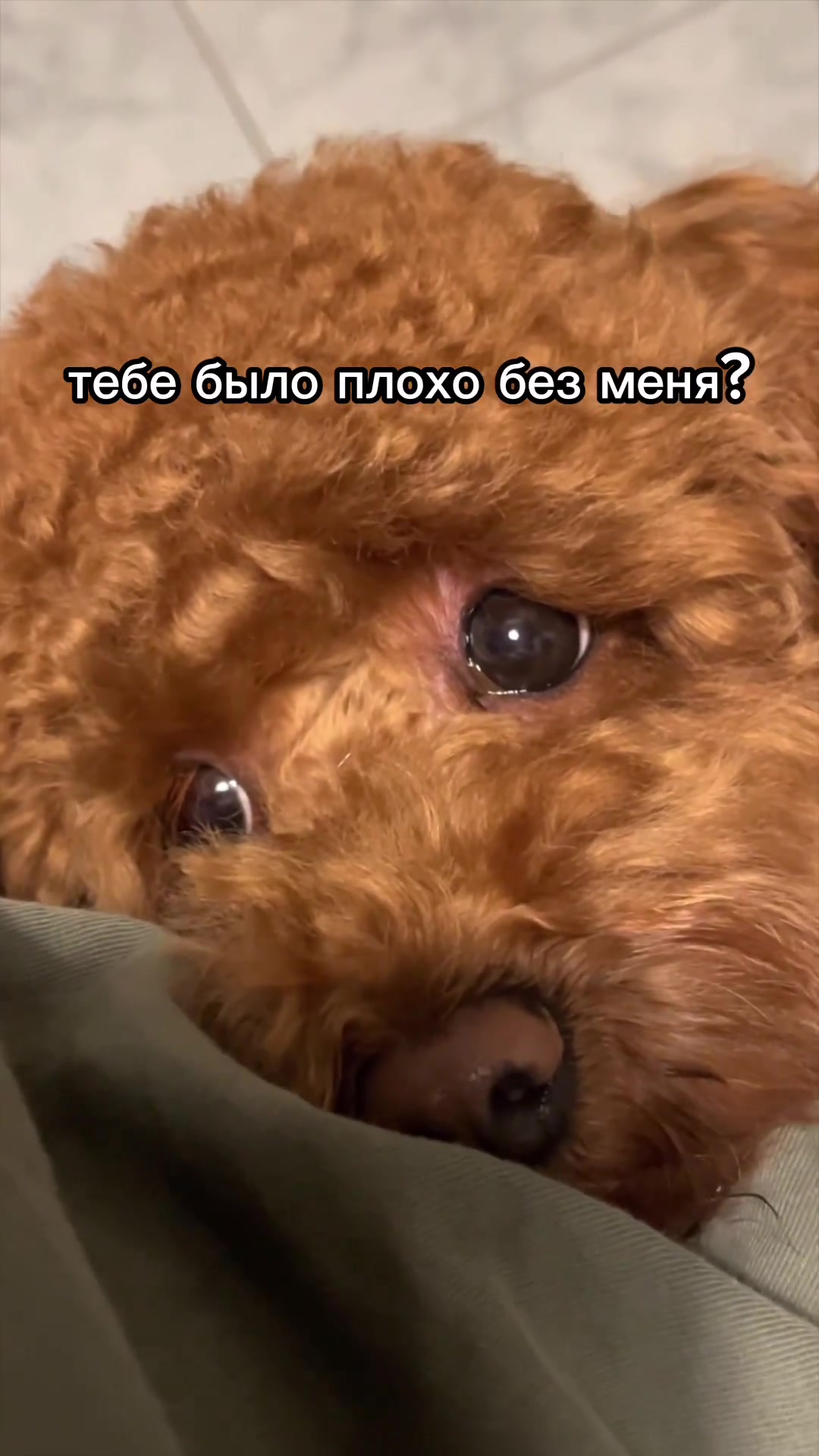 @Наталья Пудель 🐩